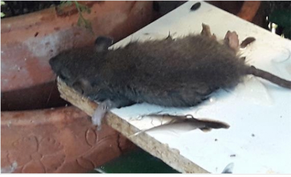 Podemos exige al Ayuntamiento de Los Barrios que actue ante la plaga de ratas en las 200 viviendas
