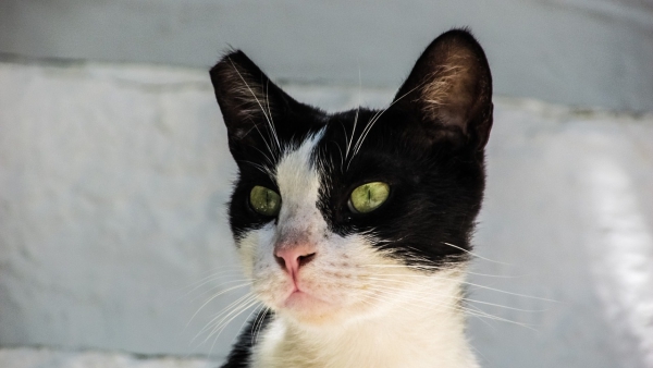 El Ayuntamiento de Los Barrios ya gestiona 6 colonias de gatos callejeros a través del Método CES
