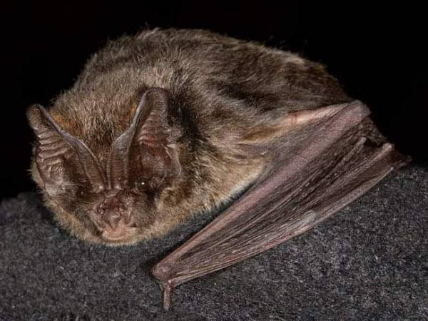 Verdemar Ecologistas en Acción recuerda que el murciélago escogido como especie del año 2020 es el Murciélago de bosque (Barbastella barbastellus)