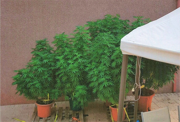 La Policía Local de Los Barrios incauta cinco plantas de marihuana de gran tamaño