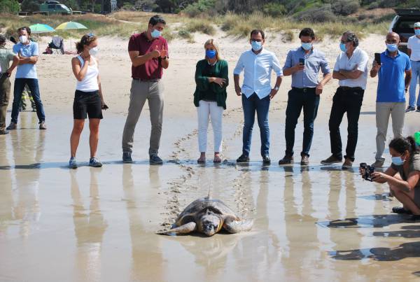 Liberada una tortuga boba en Los Lances tras su recuperación en el Cegma de Algeciras