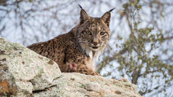 La Junta presenta a la UE el proyecto ‘Lynx Connect’ para recatalogar el lince ibérico de ‘especie en peligro’ a ‘especie vulnerable’