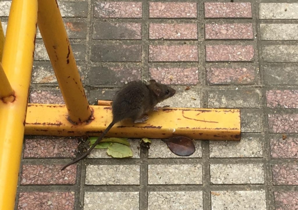 Podemos Los Barrios pide medidas contra las ratas en las 472 viviendas