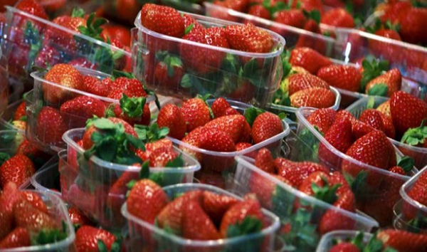 La Policia Local de Los Barrios decomisa 126 kilos de fresas por venta ambulante ilegal
