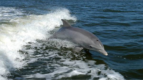 Este fin de semana se inicia en La Línea una nueva actividad de avistamiento de delfines y ballenas