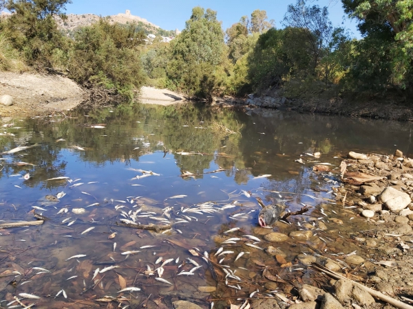 Verdemar Ecologistas en Acción denuncia la mortandad de miles de peces en el río Hozgarganta, en el municipio de  Jimena de la Frontera