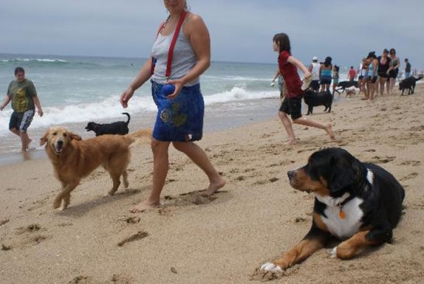 Javier Ortega emprende una campaña para que las mascotas puedan estar con sus dueños en las playas