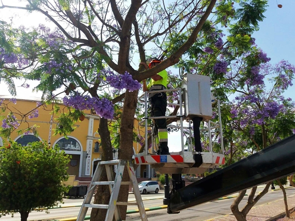 El Ayuntamiento pone en marcha un sistema experimental de control biológico de plagas en árboles