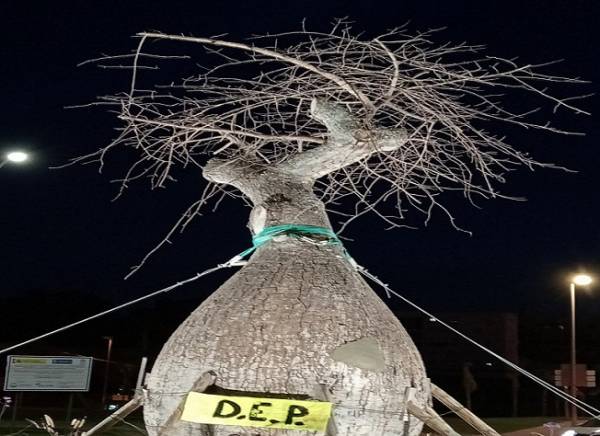 AGADEN Ecologistas en Acción va a remitir un escrito al Ayuntamiento de Algeciras, sobre el estado del árbol de Ceiba speciosa plantado en 2022 en la rotonda de San José Artesano