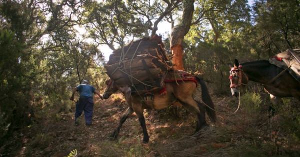 Verdemar Ecologistas en Acción solicita la inclusión del sector corchero en la Junta Rectora del Parque Natural “Los Alcornocales.”