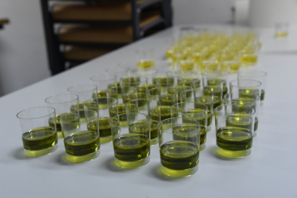 ‘El aceite de oliva, el oro líquido de nuestro tiempo’, taller organizado por Ciudad Ciencia, el miércoles en el IES Sierra Luna de Los Barrios