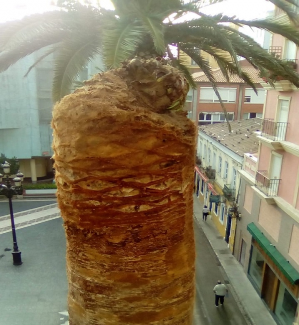 Ejecutados trabajos de tratamiento y conservación de las palmeras de la Plaza Fariña afectadas por el picudo