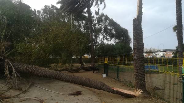 El fuerte temporal de levante provoca caídas de árboles y ramas y algunos desprendimientos de cornisas en varios puntos de La Línea
