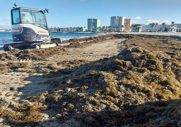 La playa de Poniente de La Línea registra una de las mayores acumulaciones de algas en lo que va de año