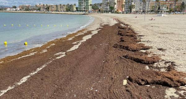 La temporada oficial de Playas se ha iniciado hoy en La Línea con nuevos arribazones de algas invasoras en Poniente