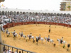 Los caballos andaluces bailaron en el 316 cumpleaños de San Roque
